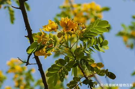 无论从药用还是观赏,这种植物都是值得大家了解 第4张 无论从药用还是观赏,这种植物都是值得大家了解 第4张